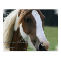 Pinto Pony Postcard
