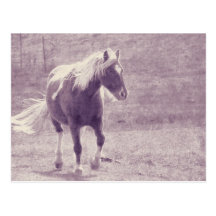 Pinto Pony Postcards