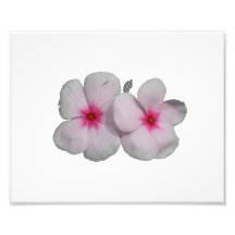 Pinwheel flower pink with natural marks photographic print