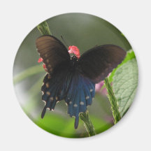 Pipevine Magnet