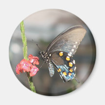 Pipevine on Vervain Magnet