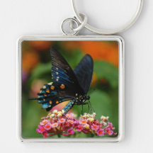 Pipevine Swallowtail Butterfly Keychains