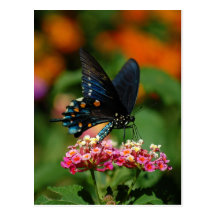 Pipevine Swallowtail Butterfly Post Card