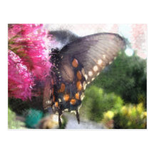 Pipevine swallowtail butterfly - Postcard