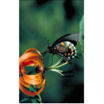 Pipevine swallowtail on Turk's cap lily photo sculptures
