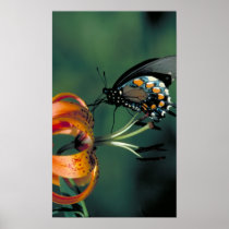Pipevine Swallowtail