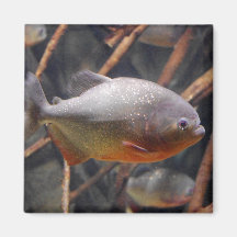 Piranha - Innocent Looking Brown Fish Fridge Magnet