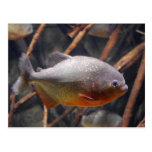 Piranha - Innocent Looking Brown Fish Post Cards