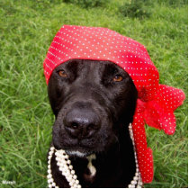 Pirate dog, black lab, red hankerchief green grass photo cut outs