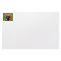 Pirate dog, black lab, red hankerchief green grass customized stationery