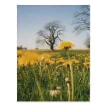 Pissenlit Carte Postale