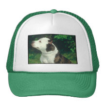 Pit Bull Hats