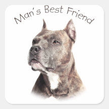 Pit Bull Man's Best Friend Square Stickers