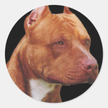 PIT BULL NAJA ADESIVOS
