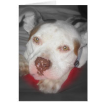 Pit Bull notecard