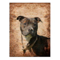 Pit Bull Terrier postcards