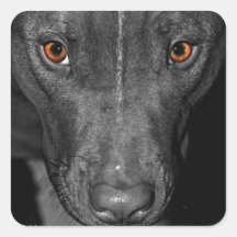 Pit Bull's Eyes (Black and white, colour) Square Stickers