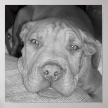 Pit Pup Posters