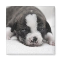 Pit Puppy 2 Magnet magnets