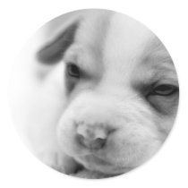 Pit Puppy Sticker stickers