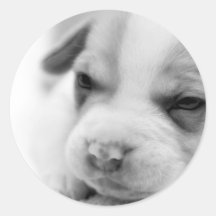 Pit Puppy Sticker