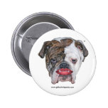 PITBULL AVEC LE ROUGE À LÈVRES BADGES