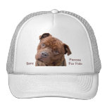 Pitbull "Benz" of Fences For Fido Cap Hats