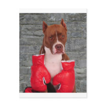 Pitbull Boxer Postcards