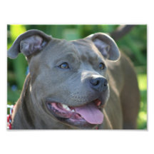 Pitbull Dog Photo