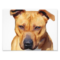 Pitbull dog art photo