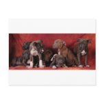 Pitbull puppy heaven post card