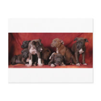 Pitbull puppy heaven post card