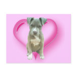 Pitbull puppy postcard