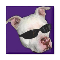 Pitbull square magnet