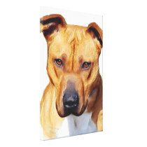 Pitbull Terrier Canvas Prints