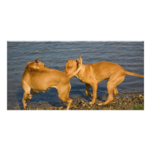 pitbulls in love personalized photo card