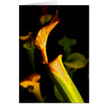 Pitcher Plant Cards