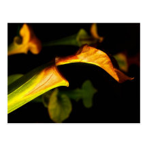 Pitcher Plant Post Card