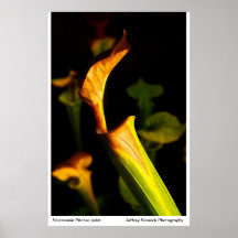 Pitcher Plant, Poster