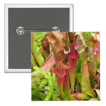 Pitcher Plants Buttons