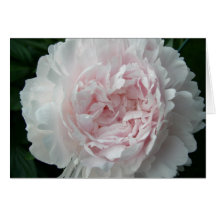 Pivoine assez rose cartes de vœux