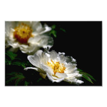 Pivoine blanche d'arbre photos sur toile