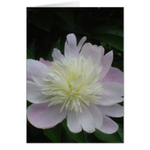 Pivoine Cartes De Vœux
