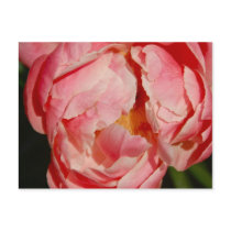 Pivoine Postcard