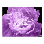 Pivoine pourpre hachée carte postale