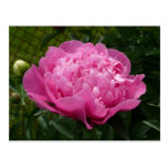 Pivoine rose cartes postales