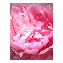 Pivoine rose hachée cartes postales