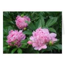 Pivoines Cartes