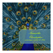 PixDezines Peacock Feather Announcements