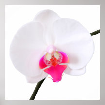 PixDezines phalaenopsis dorne/white orchid Posters